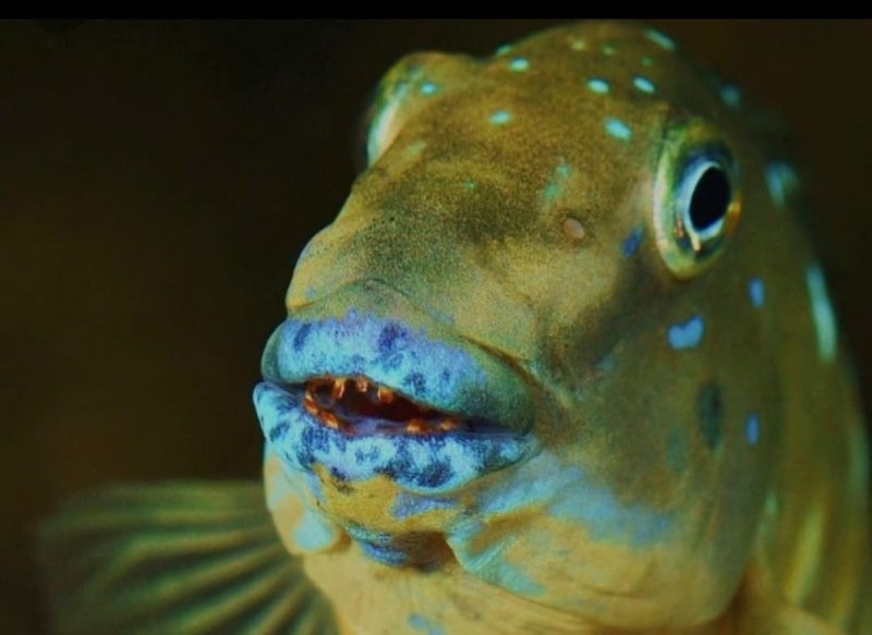 Eretmodus cyanostictus 'Kipili'